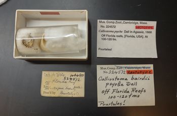 Media type: image;   Malacology 224572 Description: labels for this specimen included in the specimen tray;  Aspect: labels